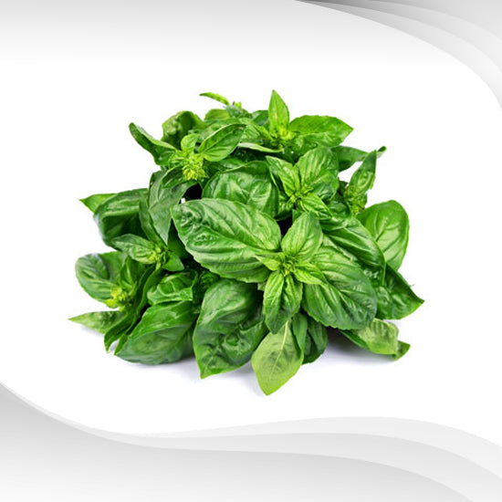 Daun selasai Basil leaf 50g JeyaSpices