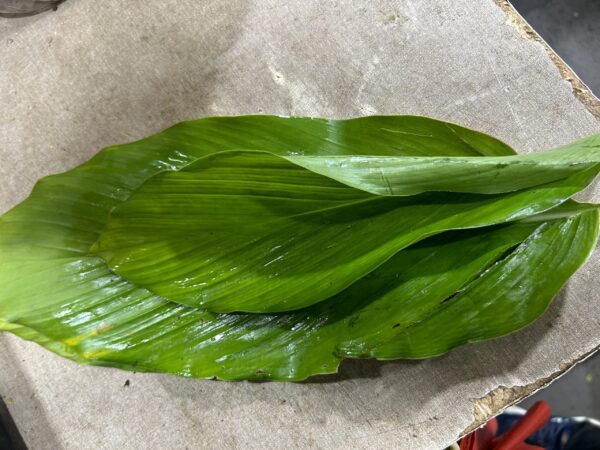 Daun Kunyit (Turmeric Leaf) 2-3 pc