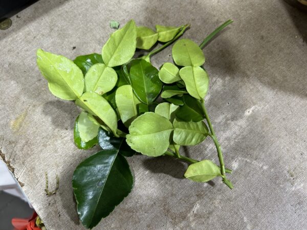 Kaffir Lime leaf 500g