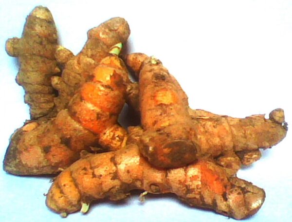 Kunyit Hidup (Turmeric rhizomes) 500g